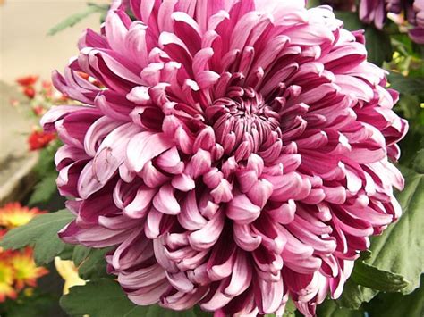 chrysanthemum  national flower  japan