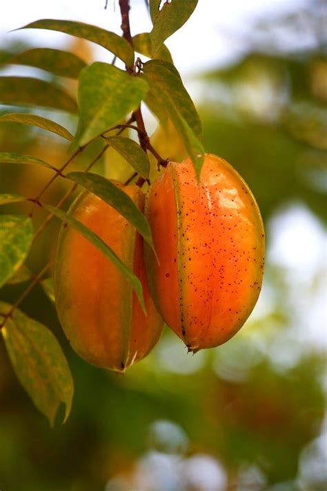 starfruit tree luang prabang laos lili kinsman fruit trees fruit beautiful fruits