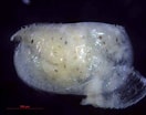 Image result for "conchoecia Magna". Size: 132 x 104. Source: www.marinespecies.org