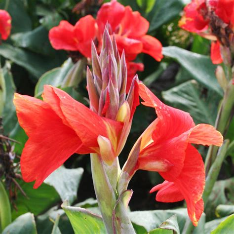 grow canna lily bulbs complete guide  growing canna lilies
