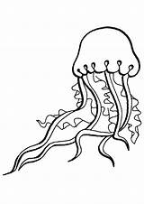Jellyfish Coloring sketch template