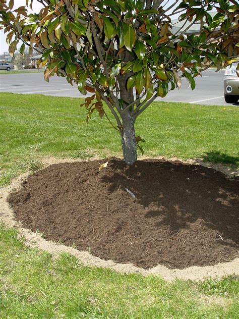 Don T Kill Your Plants With Mulch