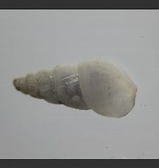 Afbeeldingsresultaten voor "odostomia Turrita". Grootte: 175 x 185. Bron: www.aphotomarine.com