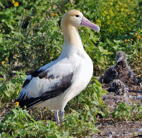 albatross wikipedia