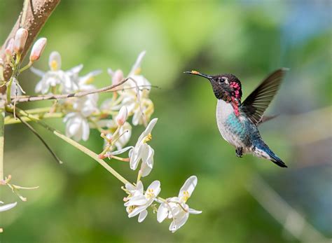 bee hummingbird  worlds smallest bird audubon
