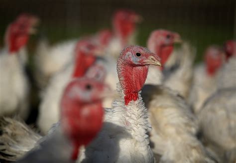 tinier turkeys  trending   thanksgiving time