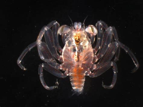 the oldest crab larva yet found