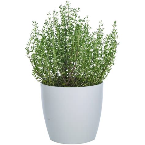 herb collection thyme garden kitchen plant  uk delivery