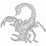 Scorpio Mandala Scorpion Doodle Astrologybay sketch template