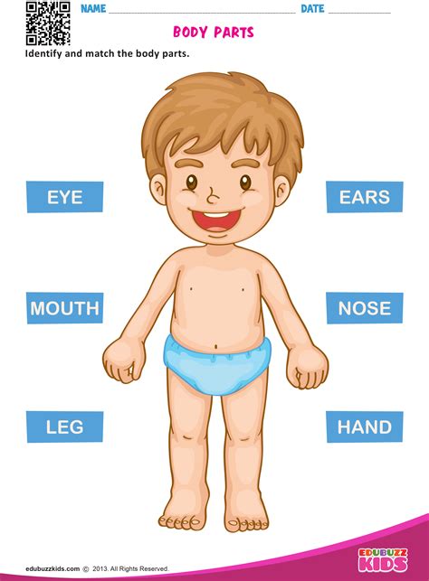 body parts worksheet preschool   drawing  personbody parts