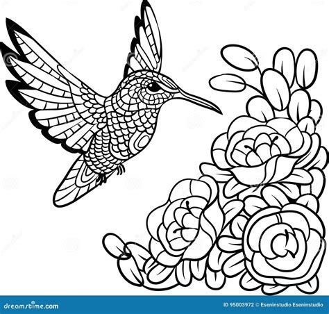 hummingbird coloring book  adults vector vector illustration
