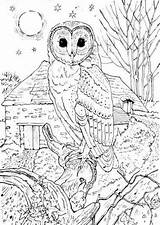 Owl Coloring Pages Detailed Animal Adult Colouring Sheets Realistic Barn Kids Printable Print Choose Board Adults Moon Books Letscolorit sketch template