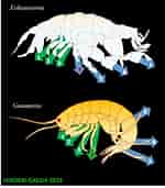 Afbeeldingsresultaten voor "urothoe Brevicornis". Grootte: 150 x 171. Bron: yokoebi-gaeshi.blogspot.com