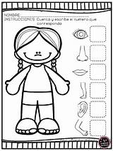 Partes Fichas Infantil Ingles Niños Tareas Educativas sketch template