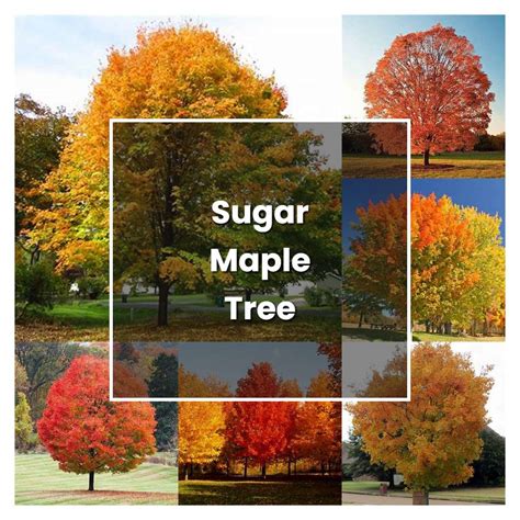 grow sugar maple tree plant care tips norwichgardener