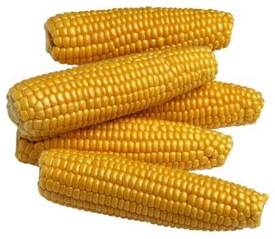 corncoblog corn feeding   generation