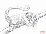 Monkeys Desenho Arana Colorear Macaco Woolly Muriqui Supercoloring Araña Colouring Barrigudo Mammals Kolorowanki Lanudo Macacos Creation Baboon Zapisano Małpy sketch template