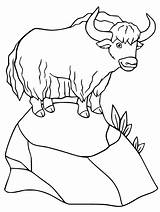 Yak sketch template