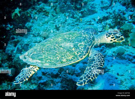 sea turtle ii stock photo alamy