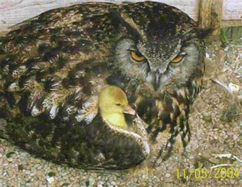 north east falconry centre aberdeen scotland address phone number