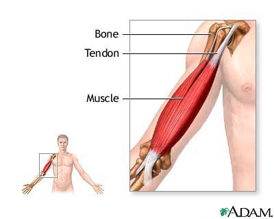 tendons examples examples  tendons examplescom