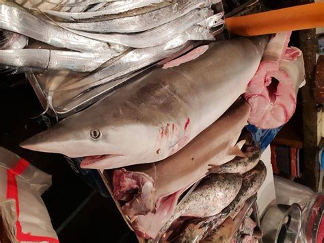 Manila Wet Market Caught Selling Shark Meat Despite Law Nolisoli