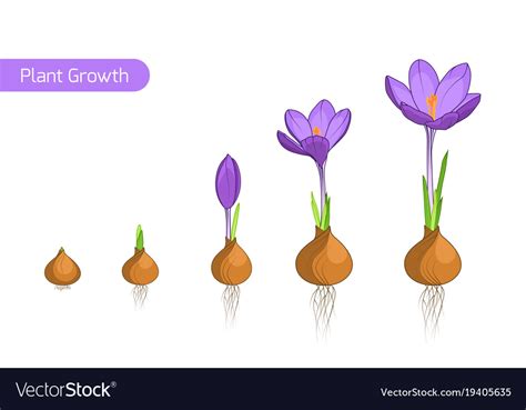 Crocus Flower Plant Growth Evolution Concept Vector Image