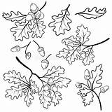 Leaf Acorns Acorn Eicheln Eiken Takken Eikels Quercia Coloring Ghiande Profilo Rami Entwurf Overzicht sketch template