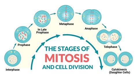 mitosis interphase stages