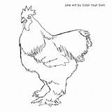 Rooster Cochin Chicken Coloring Pages Color Kids Index Inkspired Musings Own sketch template