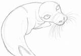 Zeichnen Seehund Robbe Bleistiftskizze Zeichenkurs sketch template