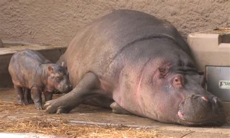 Hippo S Oops Pregnancy Results In Surprise Birth