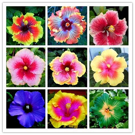 Hibiscus Flower Seeds Multiple Colors Potted Or Yard