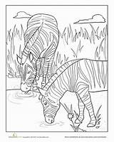 Coloring Zebra Drinking Hole Water Worksheet Education Zebras Animals Jungle sketch template