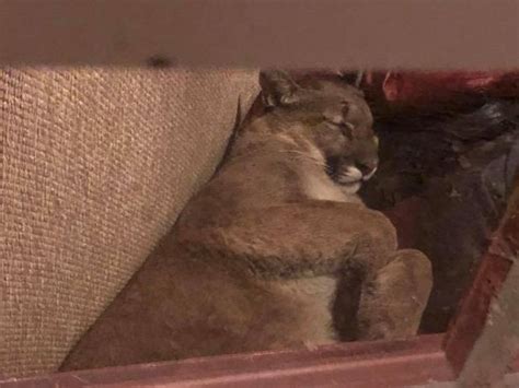 Shocking Woman Finds Lion Sleeping In Her Living Room