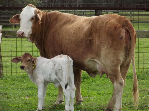 cowcalf pair cattle breeds  calf cattle