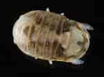 Afbeeldingsresultaten voor Thyropus Sphaeroma Geslacht. Grootte: 150 x 111. Bron: enciclovida.mx