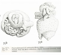 Afbeeldingsresultaten voor "pneumodermopsis Polycotyla". Grootte: 203 x 185. Bron: pelagics.myspecies.info