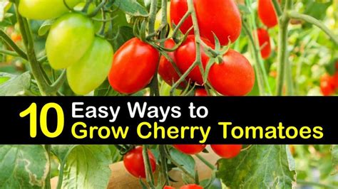 easy ways  grow cherry tomatoes