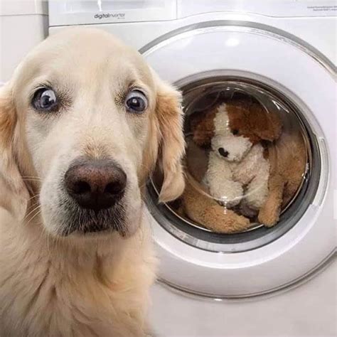 washing machine pictures  jokes funny pictures  jokes