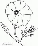 Poppy Coloring Pages Flower Flowers Print Colouring Drawing Kids Color Nature Popular Getdrawings Library Clipart Ages Recognition Creativity Develop Skills sketch template