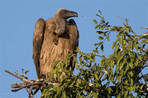 white backed vulture archives blasdale home