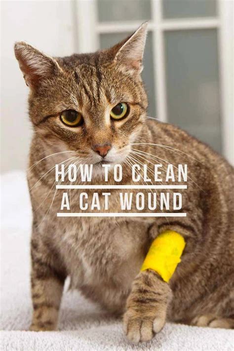 clean  cat wound cat health  care sick cat cat health