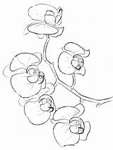Orchid Coloring Pages Printable Getcolorings Color sketch template