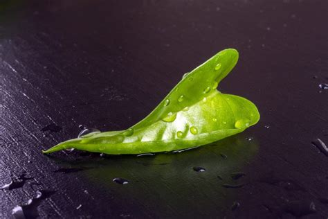 troubleshooting houseplant leaf drop reasons   houseplant