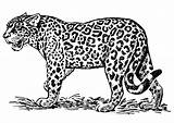 Jaguar Coloring sketch template