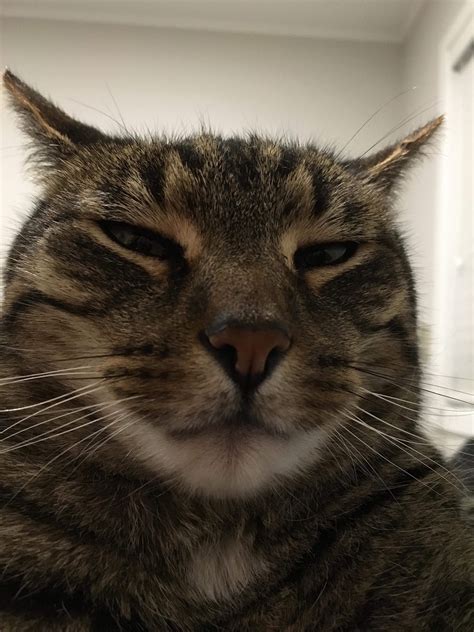 cats  man facebook profile pic facebook profile picture cats