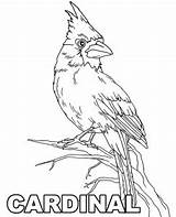 Cardinal Topcoloringpages Branch Sheet sketch template