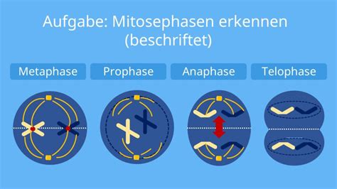 mitose phasen erkennen beschreiben skizze mit video