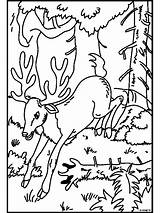 Kleurplaat Hert Kleurplaten Bos Dieren Hertje Bambi Ucoz Deer Leuk Danessa Leuke sketch template